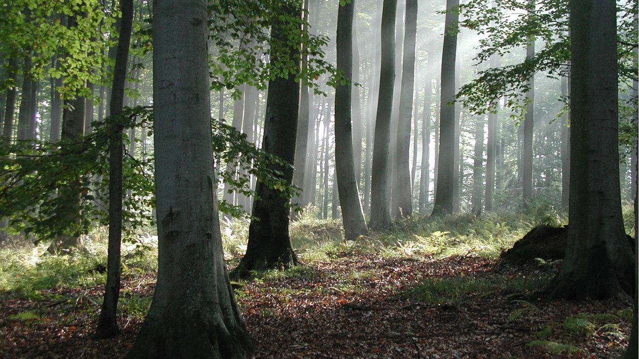 HOLZHER: responsabilité de la préservation de l'environnement